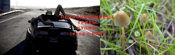 стафф Новокубанск